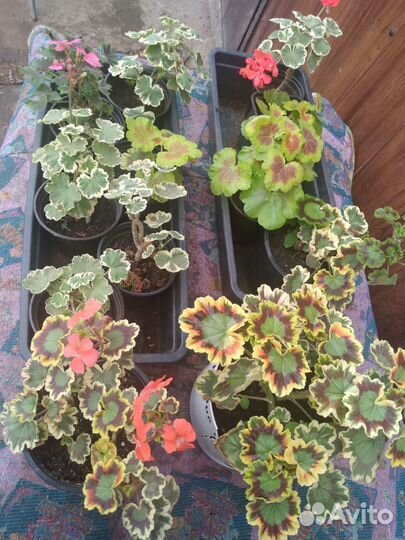 Герани пёстролистные