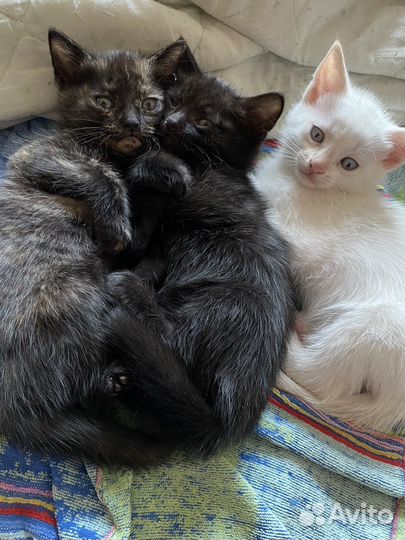 Котята