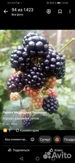 Ежевика саженцы