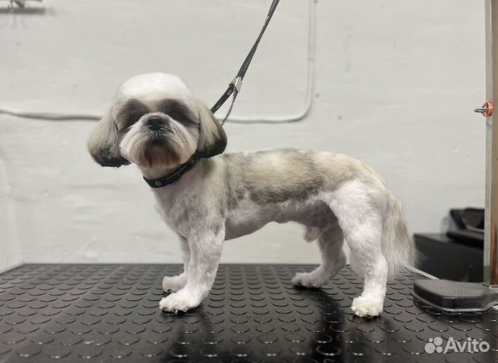 Стрижка кошек и собак