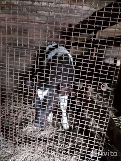 Продам Бычков