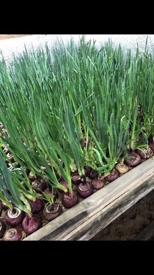 Дача 170 м² на участке 7,8 сот.