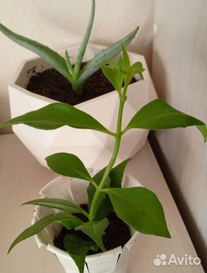 Комнатные цветы. Эсхинантус Жар Птица