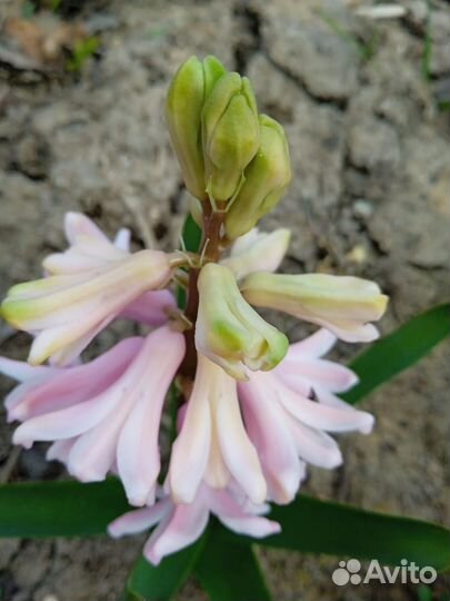 Гиацинты ранние