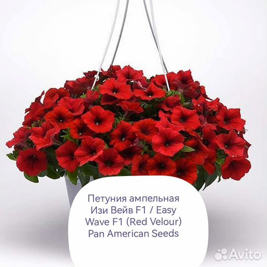 Петуния Ампельная