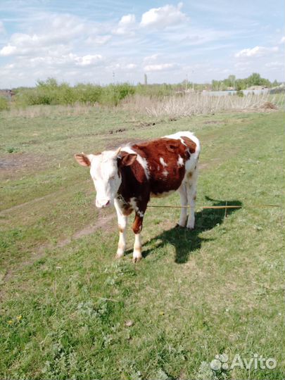 Телка 12 месяцев