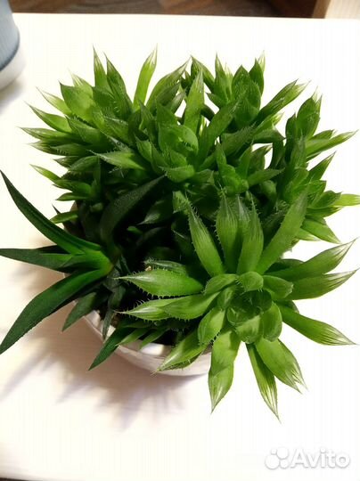 Суккуленты набор