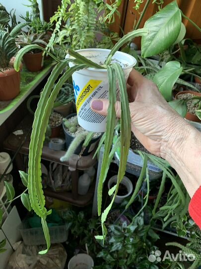 Кактус, лесные кактусы