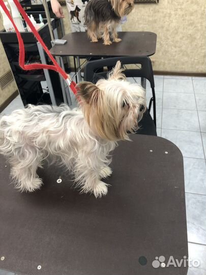 Стрижка собак мелких пород: Йорк, Шпиц, Болонка