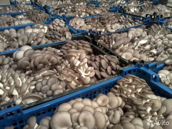 Инвестиции в бизнес. Ищу инвестора