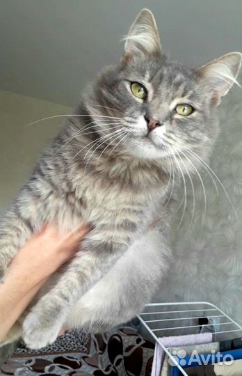 Кошечка Адель