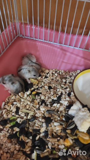 Джунгарский хомяк