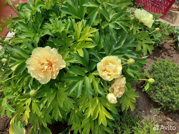 Пионы ито гибриды Canary Brilliants