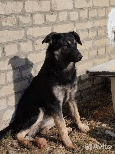 Собака на охрану