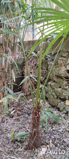 Пальма веерная