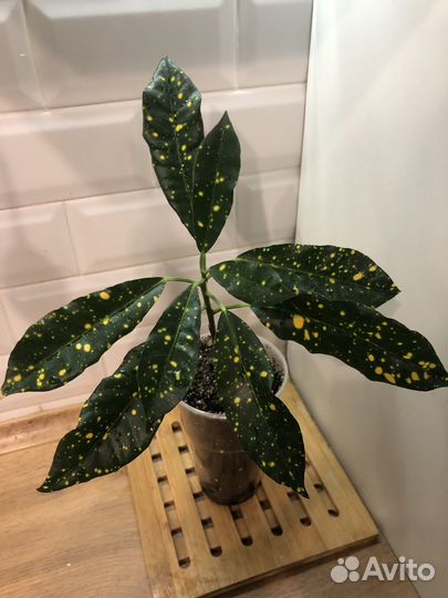 Кодиеум аукуболистный, комнатные цветы