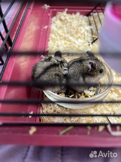 Джунгарский хомяк