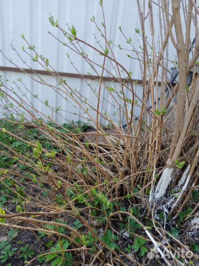 Отростки жасмина