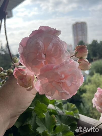 Пеларгонии сортовые