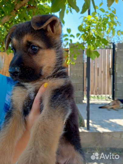 Щенки немецкой овчарки