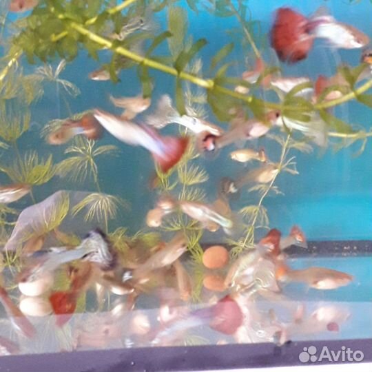 Аквариумные рыбки гуппи