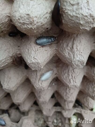 Кормовые насекомые - тараканы, Мучник, зоофобус