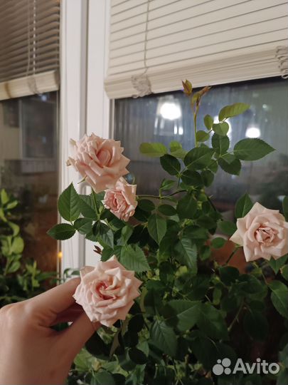 Укорененные черенки комнатная роза кордана