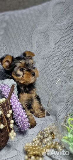 Йоркширский терьер мини девочка
