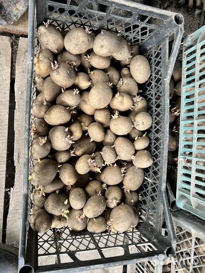 Картошка на семена, картофель посадочный