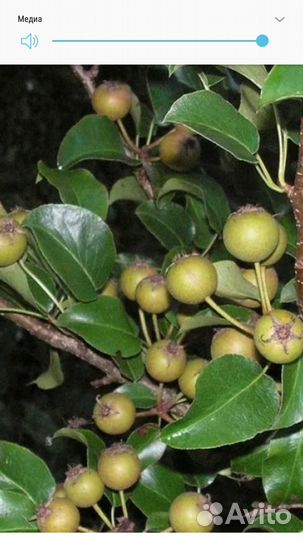 Саженцы Ирги Канадской, Ирга Звездная ночь