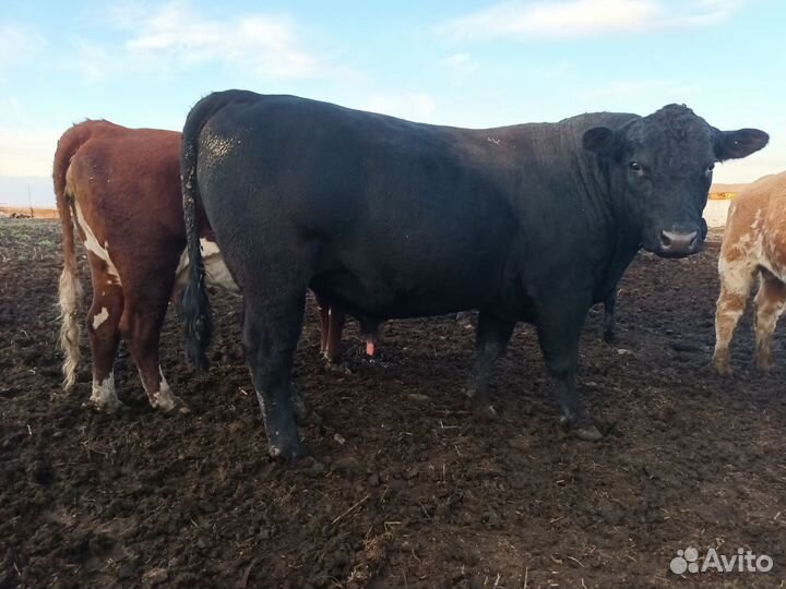 Быки на племя