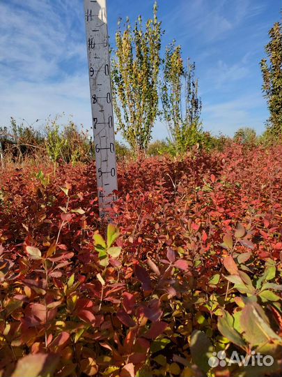 Сеянцы барбариса