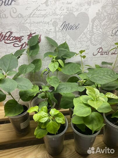 Бугенвиллея