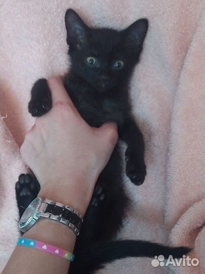 Европейские котята