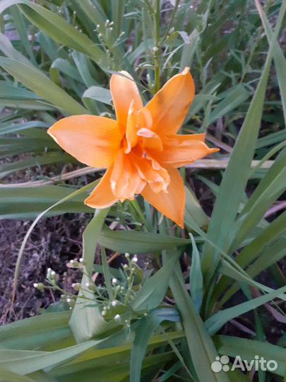 Лилейники сортовые