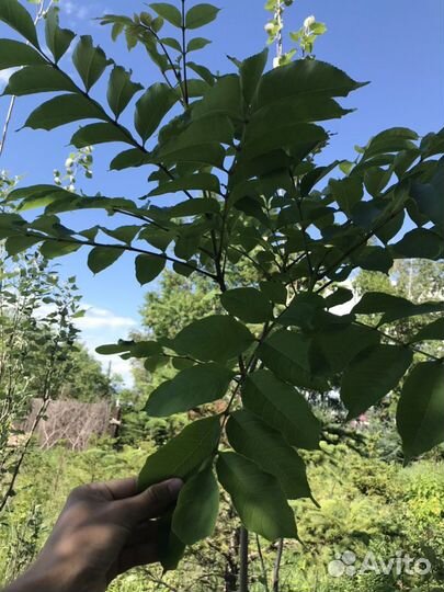 Ясень морозостойкость -45с