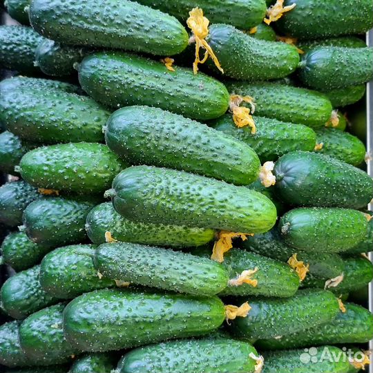 Огурцы свежие оптом