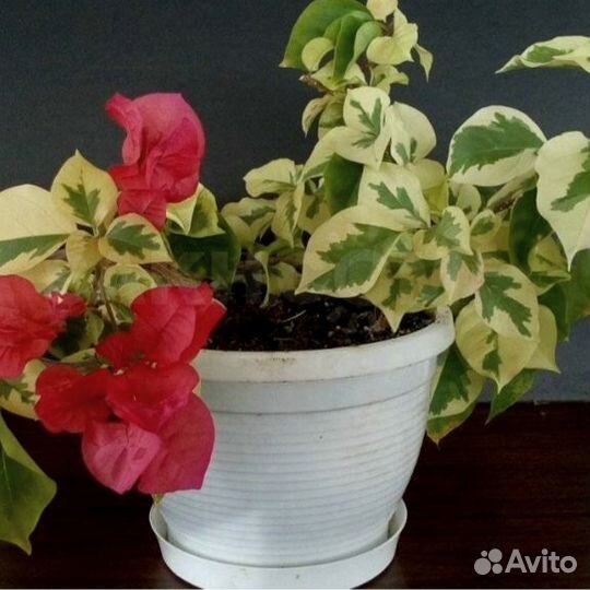 Бугенвиллии вариегатные 3 сорта