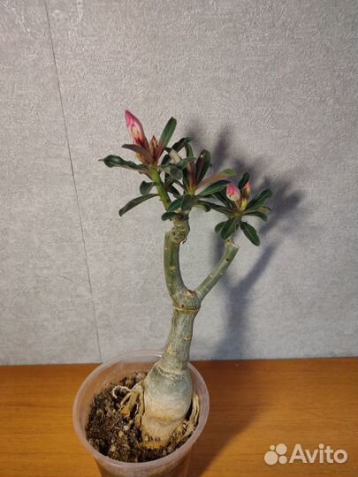 Адениум сорт Swallow