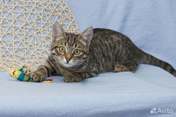 Передержка кошек