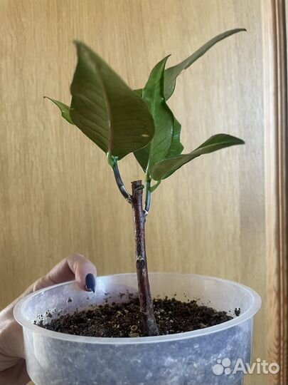 Кротон Голд Сан