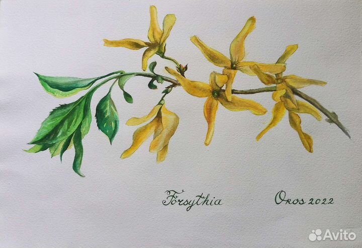 Ботаническая иллюстрация 