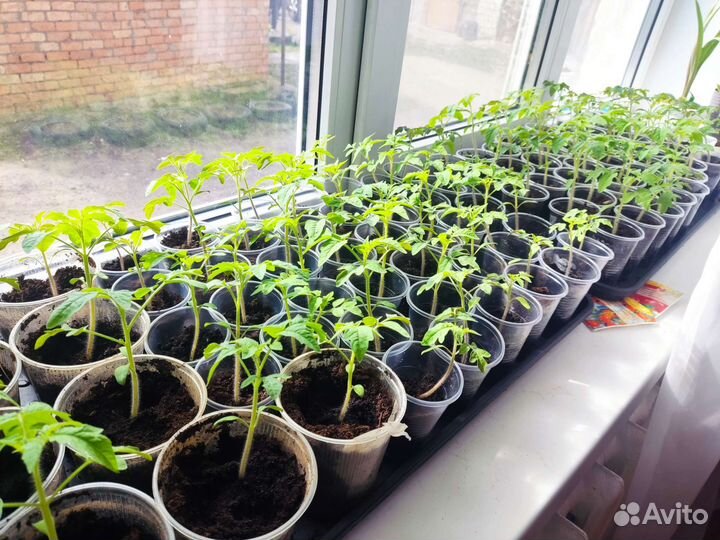 Рассада помидор chery