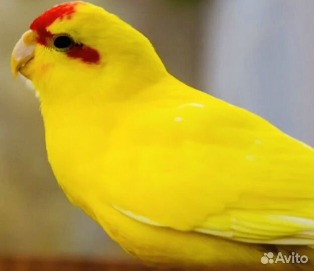 Волнистый попугай,какарик, корелла