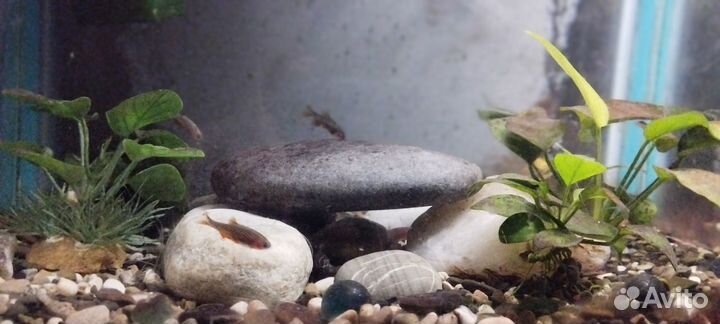 Аквариум с рыбками