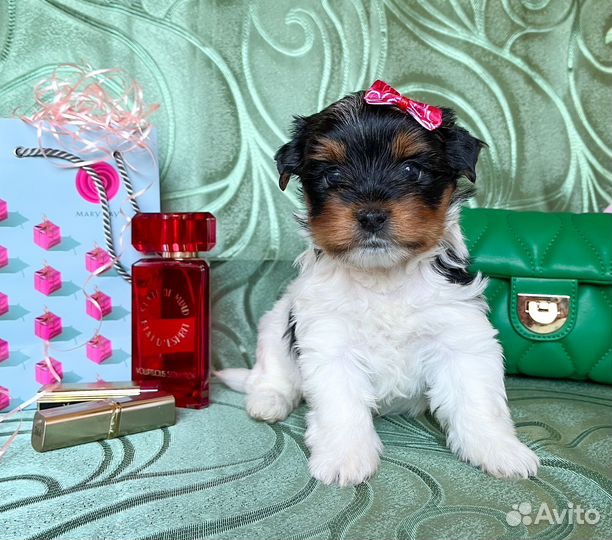 Бивер / бивер йорк