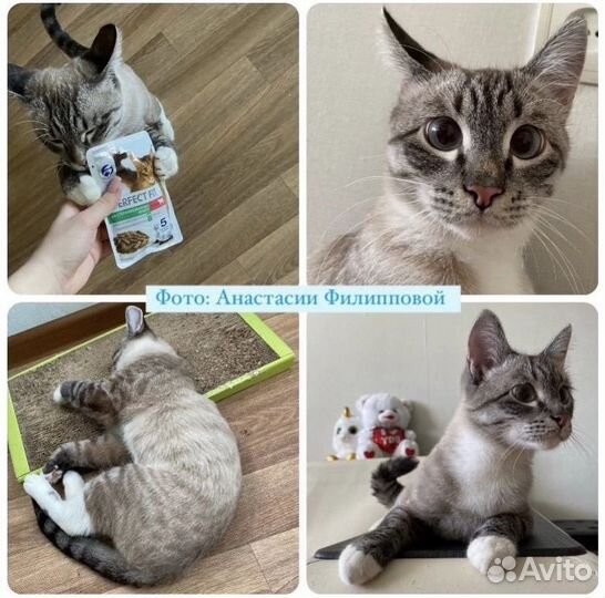 Домашняя передержка котов/кошек