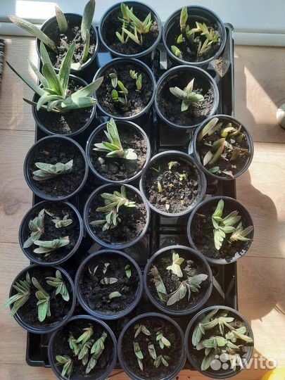 Гастерия, суккуленты