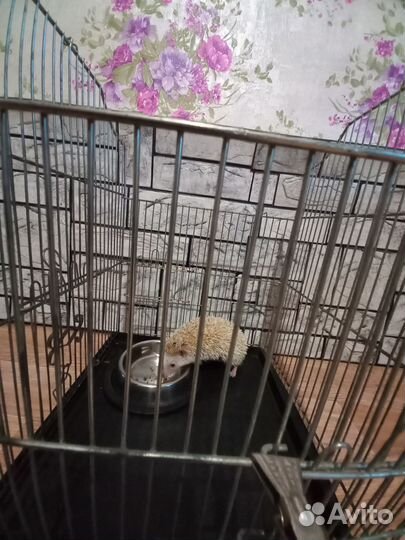 Продаётся ёжик