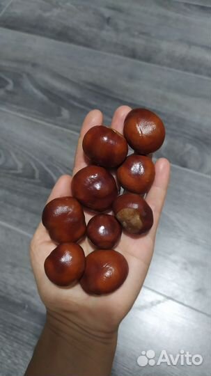 Каштан конский 2023г